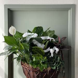 Basket of assorted green houseplants with white blooms and ribbon