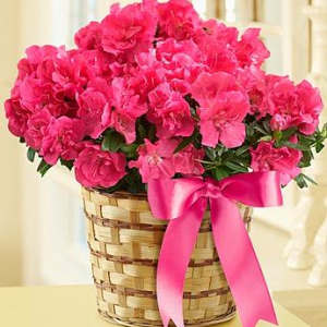 Awesome Azalea