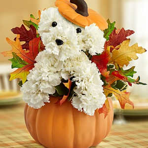 Pumpkin a-DOG-able