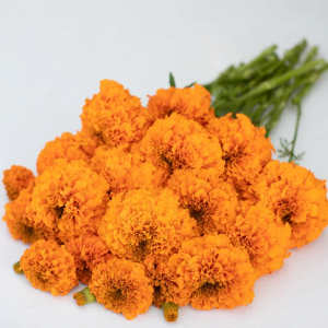 Bundle of bright orange marigold flowers on a white background