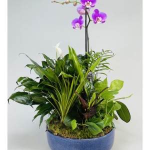 Purple orchid arrangement in a blue bowl planter