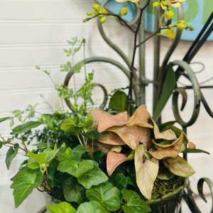 Potted orchid with ivy and syngonium in a decorative container