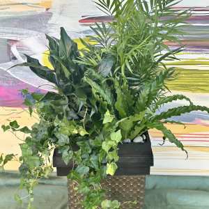 Lush green potted plant arrangement with trailing ivy in a black container