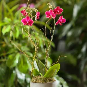 Potted pink orchid plant with arching blooms and curly branches in a gray pot