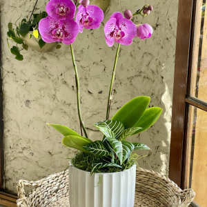 Pink orchid plant in a white pot on a woven chair