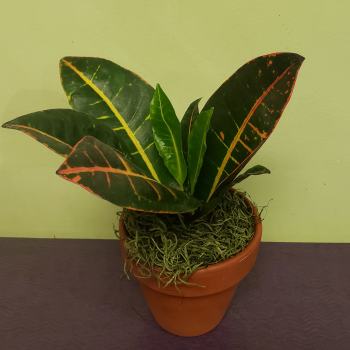 Potted croton plant with variegated dark green and red leaves