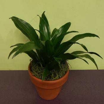 Potted green houseplant in a terracotta pot