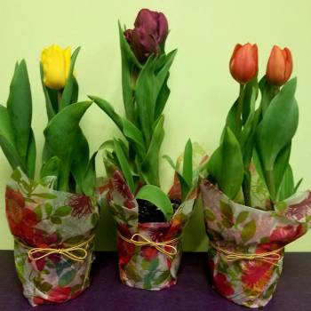 Small Tulip Plant (Assorted Plant)