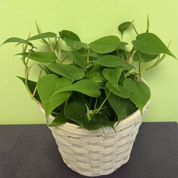 Potted green houseplant in a woven basket