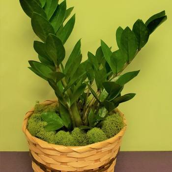Potted green plant in a woven basket planter