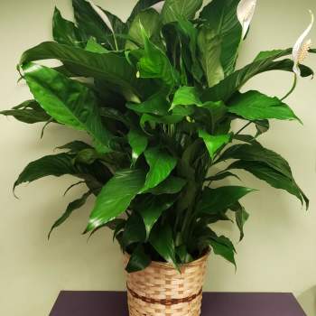 Potted peace lily in a woven basket planter
