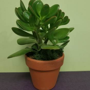 Potted succulent with thick green leaves in a terracotta pot