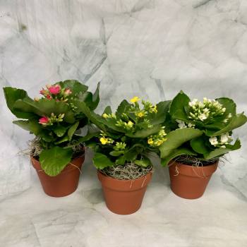 Three potted flowering plants with pink, yellow, and white blooms