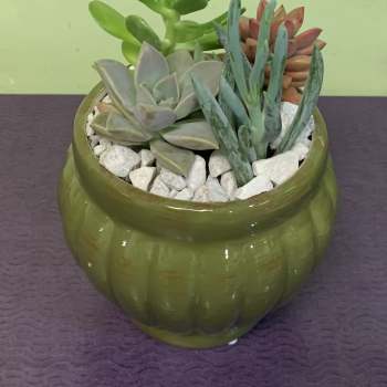 Succulent arrangement in a green ceramic pot with white stones