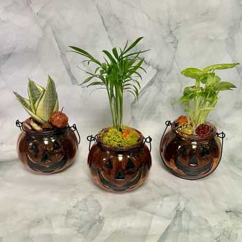 Three small Halloween pumpkin jars with potted plants