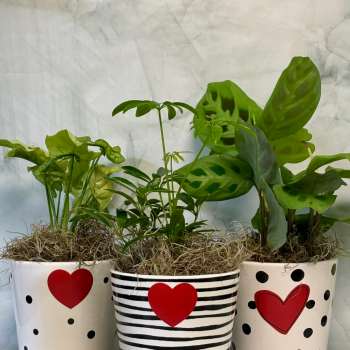 Three potted green houseplants in decorated white containers with red hearts