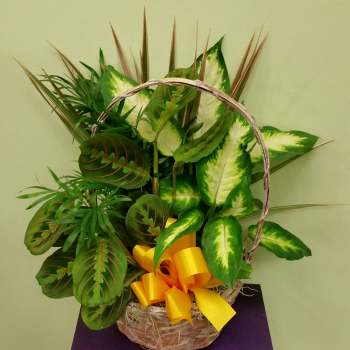 Basket arrangement of assorted green foliage with a yellow ribbon