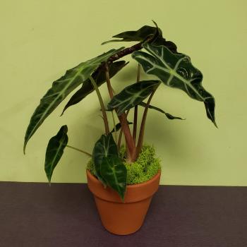 Potted plant with dark green arrow-shaped leaves in a terracotta pot