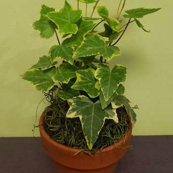 Potted ivy plant with variegated green and yellow leaves in a terracotta pot
