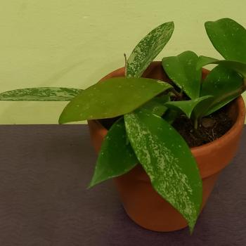 Potted green houseplant with broad variegated leaves in a terracotta pot