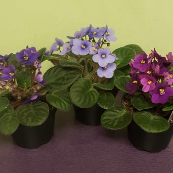 Three potted African violets with purple and lavender blooms