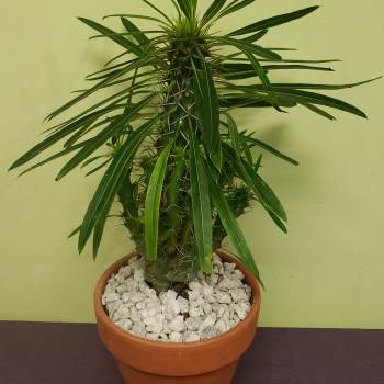 Potted spiky succulent plant in a terracotta pot with white stones