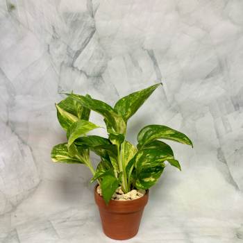 Potted green variegated houseplant in a terracotta pot
