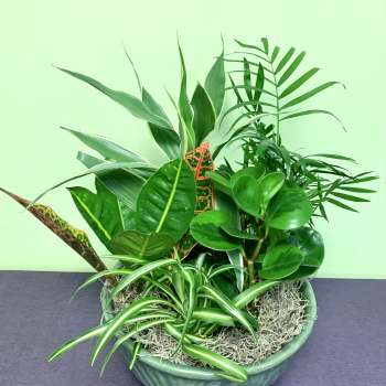Mixed potted tropical plants in a green ceramic bowl
