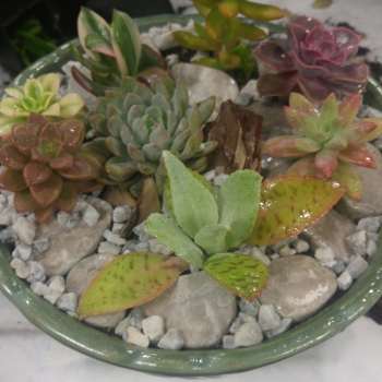 Dish garden of assorted succulents in a shallow green bowl