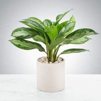 Chinese Evergreen Plant by BloomNation™