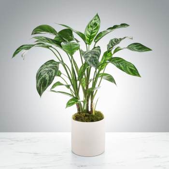 Dumb Cane Plant by BloomNation™