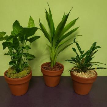 Three potted green houseplants in terracotta pots on a table