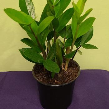Potted green houseplant with glossy oval leaves in a black nursery pot