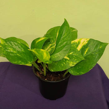 Potted pothos plant with green and yellow variegated leaves
