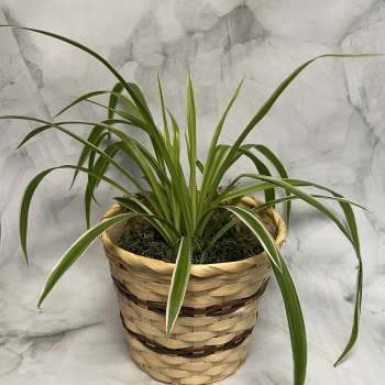 Potted spider plant in a woven basket planter