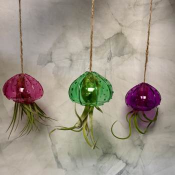 Three hanging glass air plants in pink, green, and purple holders