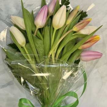 Bouquet of pink, white, and yellow tulips wrapped in clear plastic
