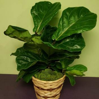 Potted fiddle leaf fig plant in a woven basket