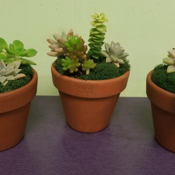Three potted succulent arrangements in terracotta pots