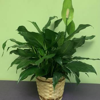 Potted peace lily in a woven basket