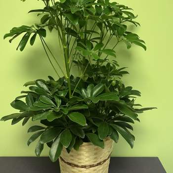 Potted green houseplant in a woven basket planter