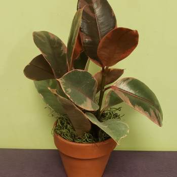 Potted rubber plant with variegated green and burgundy leaves