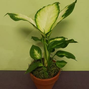 Potted variegated houseplant with large green-and-white leaves