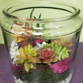 Glass bowl terrarium with colorful succulents and white stones