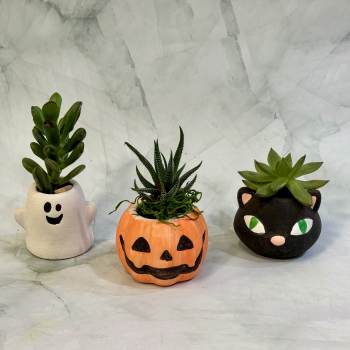 Three small succulents in Halloween-themed pots shaped like a ghost, pumpkin, and cat.