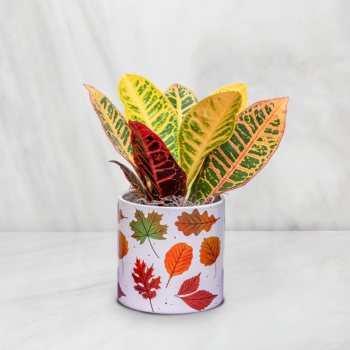 Potted croton plant in a leaf-patterned container