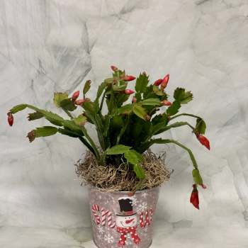 Potted Christmas cactus with red buds in a snowman tin