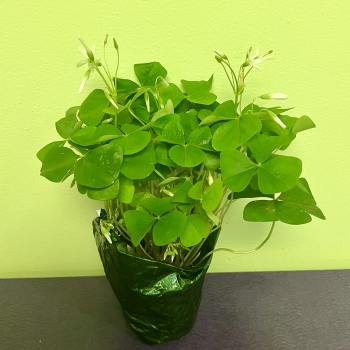 Potted shamrock plant with small white flowers