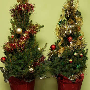 Two small decorated Christmas trees in red pots with gold and red ornaments