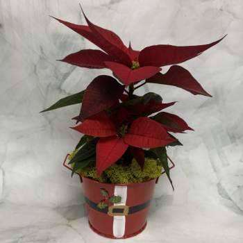 Potted red poinsettia in a festive holiday bucket